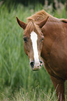 Deutsches Reitpony Portrait