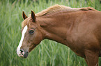 Deutsches Reitpony Portrait