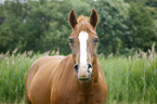 Deutsches Reitpony Portrait