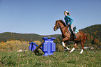 Frau springt mit Deutsches Reitpony