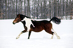 Deutsches Reitpony