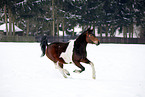 Deutsches Reitpony