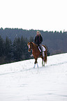 Deutsches Reitpony