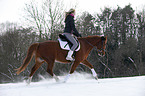 Deutsches Reitpony