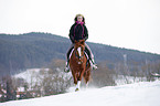 Deutsches Reitpony