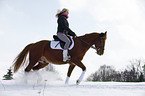 Deutsches Reitpony
