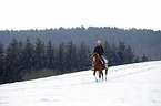 Deutsches Reitpony