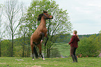 Frau und Deutsches Reitpony