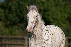 Deutsches Reitpony Portrait