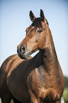 Deutsches Reitpony Portrait