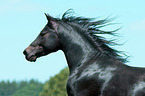Deutsches Reitpony Portrait