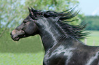 Deutsches Reitpony Portrait