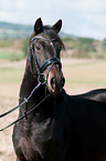 Deutsches Reitpony Portrait