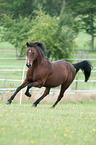 galoppierendes Deutsches Reitpony