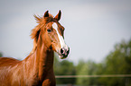 Deutsches Reitpony Portrait