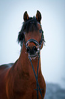 Deutsches Reitpony Portrait