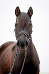 Deutsches Reitpony Portrait