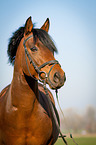Deutsches Reitpony Portrait