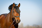 Deutsches Reitpony Portrait
