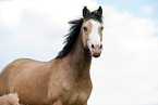 Deutsches Reitpony Portrait
