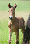 Deutsches Reitpony Fohlen