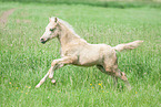 Deutsches Reitpony Fohlen