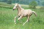 Deutsches Reitpony Fohlen