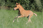 Deutsches Reitpony Fohlen