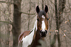 Deutsches  Reitpony Portrait