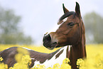 Deutsches  Reitpony Portrait