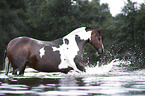 Deutsches  Reitpony Portrait