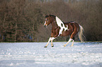 galoppierendes Deutsches  Reitpony