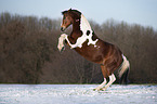 steigendes Deutsches  Reitpony