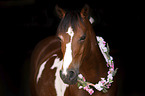 Deutsches  Reitpony Portrait