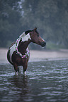 Deutsches  Reitpony Portrait