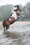 steigendes Deutsches  Reitpony