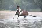 galoppierendes Deutsches  Reitpony