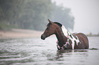 Deutsches  Reitpony Portrait