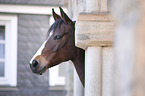 Deutsches  Reitpony Portrait