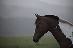 Deutsches  Reitpony Portrait