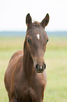 Deutsches Reitpony Fohlen