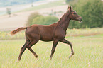 trabendes Deutsches Reitpony Fohlen