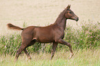 trabendes Deutsches Reitpony Fohlen