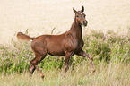 trabendes Deutsches Reitpony Fohlen