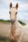 Deutsches Reitpony Fohlen Portrait