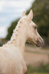 Deutsches Reitpony Fohlen Portrait