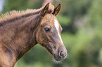 Deutsches Reitpony Fohlen Portrait