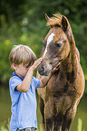 Deutsches Reitpony mit Kind