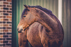 Deutsches Reitpony
