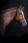 Deutsches Reitpony Portrait